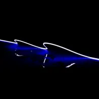 Pleo-Vivid LED Neon Flex 9.6W/m 24V Blue Per Metre Domus