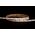 2w IP20 LED Strip 5500k