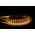 14.4w 24v DC IP20 LED Strip 3000k