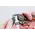 Crimp tool automatic