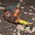 Tape Measure, 7.5 m, Magnetic Double-Hook