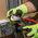 Diagonal Cutting Pliers, Angled Head, Short Jaw, 20.5 cm