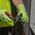 Diagonal Cutting Pliers, Heavy-Duty, All-Purpose, 15.6 cm