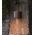 STE: Exterior 12V Bronze Curved Surface Mounted Step / Wall Lights IP65