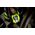 Dual LED Head Torch