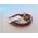 Allen-Bradley 888MM12AE1F M23 12 Pin Straight Male Receptacle