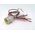 Allen-Bradley 888NM8AF11F Mini-Plus 8-Pin Male Receptacle